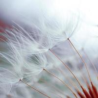 romantic dandelion flower in springtime, macro dandelion seed photo