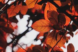 red tree leaves in the nature in autumn season, red background photo