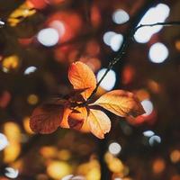 red tree leaves in the nature in autumn season, red background photo