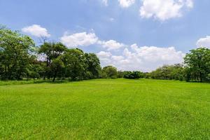 árbol verde en un hermoso parque jardín bajo un cielo azul