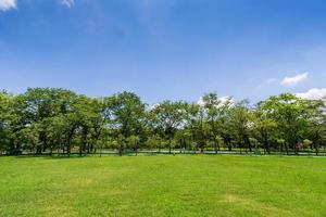 árbol verde en un hermoso parque jardín bajo un cielo azul foto