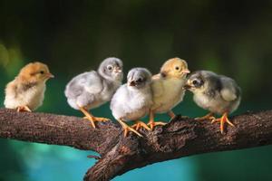 Group of cute chicks on the branches of the tree photo