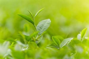 Fresh green tea leaves in a tea plantation