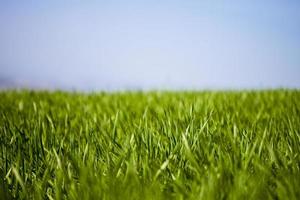 Field of green grass and sky photo