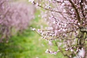 Spring peach garden, pink blossoms. photo