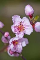 Spring blossoms, pink peach flowers photo