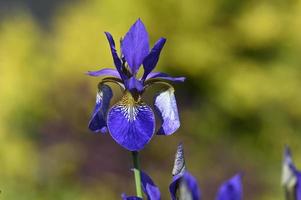 Bright blue iris on a green background photo