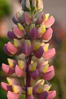 Pink lupine up close photo