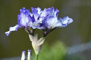 iris de flores grandes de dos colores foto