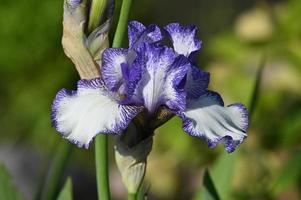 abigarrada flor de iris de flores grandes foto