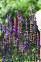 Inflorescencias altas verticales de salvia azul. foto