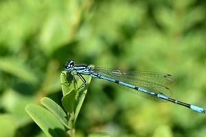 una libélula azul aterriza en una hoja verde foto