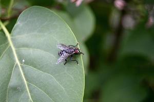 una mosca gris aterriza en el borde de una hoja verde foto