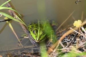 rana verde en la orilla foto