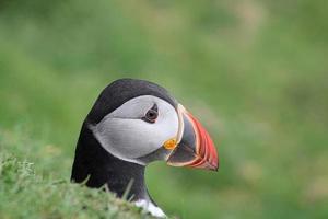 Retrato de un frailecillo en mykines en las islas Feroe foto