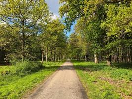 Punto de fuga de un carril bici en medio de un bosque alemán foto