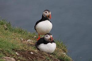 Frailecillos en la isla Mykines en las Islas Feroe foto