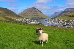 Ovejas frente al impresionante paisaje urbano de Klaksvik en las Islas Feroe foto