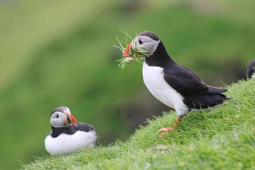 Frailecillo con hierba en mykines en las Islas Feroe foto