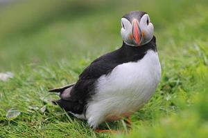 Puffin with grass on Mykines on Faroe Islands photo