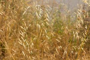 Dried yellow grass in summer photo