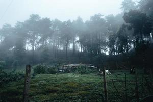 árboles en la niebla, paisaje salvaje bosque con pinos foto