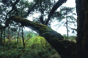 Trees in the fog,wilderness landscape forest with pine trees photo