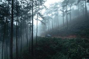 Trees in the fog,wilderness landscape forest with pine trees photo