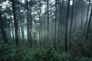 árboles en la niebla, paisaje salvaje bosque con pinos