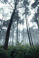 árboles en la niebla, paisaje salvaje bosque con pinos