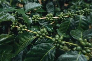 plantación de café en el bosque tropical foto