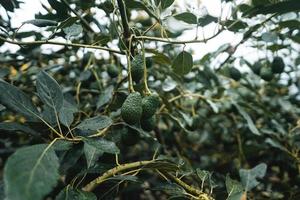 los aguacates están creciendo en el jardín. foto