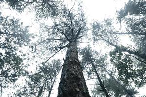 Trees in the fog,wilderness landscape forest with pine trees photo