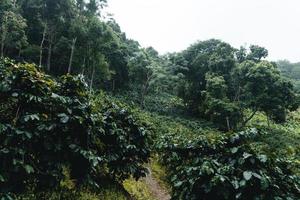 coffee plantation in tropical forest photo