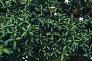 green leaves natural background Tropical Leaf Background, photo