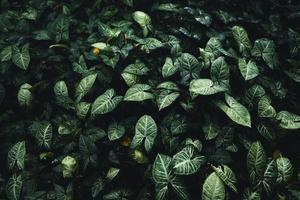 hojas verdes fondo natural fondo de hojas tropicales, foto