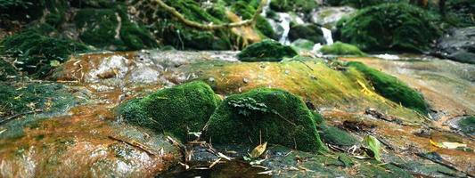 Waterfall and moss in tropical nature photo