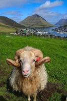 Ovejas frente al impresionante paisaje urbano de Klaksvik en las Islas Feroe foto