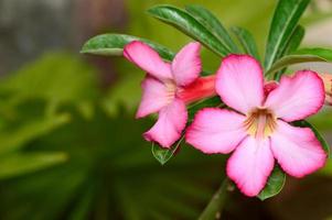 Floral background. Close up of Tropical flower Pink Adenium. Desert rose on Green background. photo