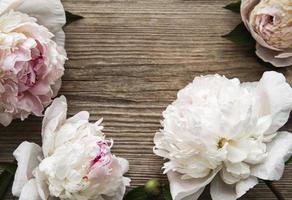 Pink peony flowers as a border photo