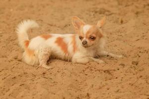 cachorro de chihuahua en la arena de la playa. perro chihuahua se encuentra en la arena. foto