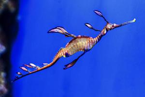 Seahorse Phyllopteryx taeniolatus. Observation of the inhabitants of coral reefs in the aquarium