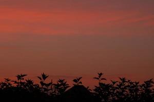 hermoso amanecer de la mañana cielo de color naranja púrpura en un campo de girasoles