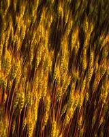 morning golden wheat texture background . photo