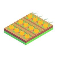 Pumpkins Farm and Agriculture vector