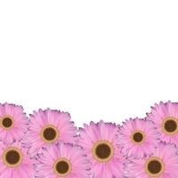 Gerbera Flower Natural Background Vector Illustration