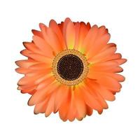 Gerbera Flower White Background vector