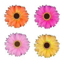 Gerbera Flower Set White Background Vector Illustration