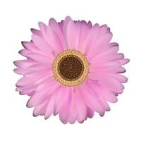 Gerbera Flower White Background vector