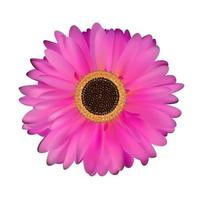 Gerbera Flower White Background vector